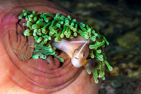 Zooxanthellen Bilder Durchsuchen 90 Archivfotos, und