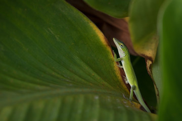 Green Anole Lizard Hiding Among Green Leaves