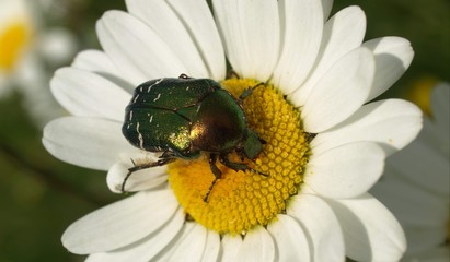 Rosenkäfer
