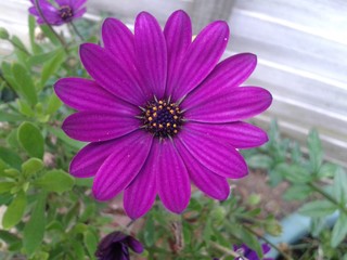 Purple Flower