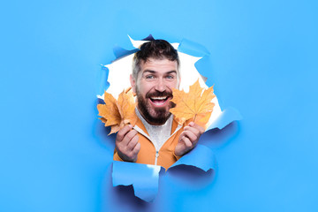 Autumn and cold weather concept. October and November time. Season autumn holiday. Fall season and fallen leaves time. Autumn fashion. Man in orange sweater holds yellow maple leafs from hole in paper