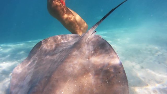 Ray swims under people in Tahiti, POV