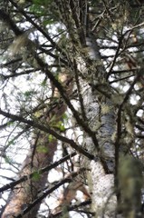 Fototapeta premium Nature