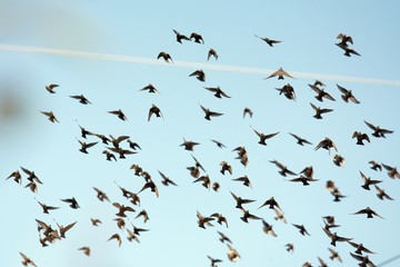 Numerous flock of starlings flying in the air