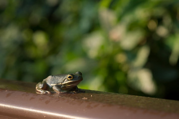 Dark Green Frog on Railing in Morning Light