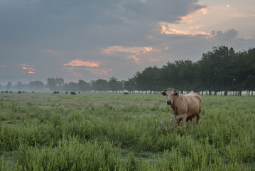 Cloudy Sunrise and Cow Pasture