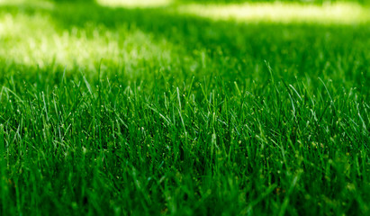 Fototapeta na wymiar texture of a green grass on a lawn in the park