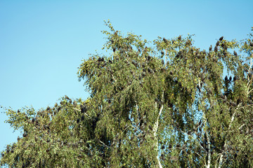Huge flock of starlings sitting on a birch tree