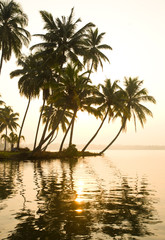 Fototapeta na wymiar Paddling through Kerala, Kuzhupilly, backwaters at sunset, small tropical islands, palmtrees, golden light