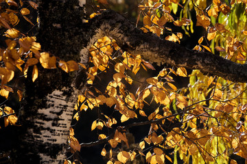 Falling oak leaves on the scenic autumn forest illuminated.