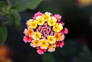 Close up of beautiful Lantana Camara flowers.