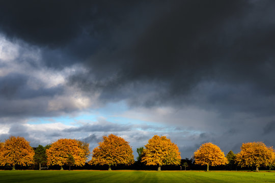 Autumn Trees And Dark Skies