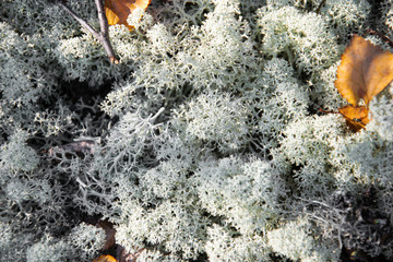 Moss on stones in the autumn forest