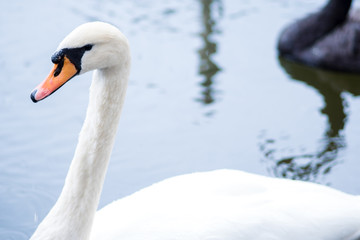 Obraz premium white swan. White swans together, pair swims in the pond