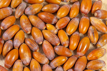 Close up of brown ripe acorns