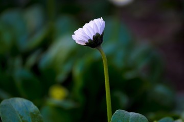 Single White Daisy Flower