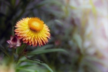 Beautiful Yellow Single Flower