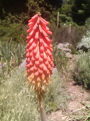 Knifofiya lightsalmon color