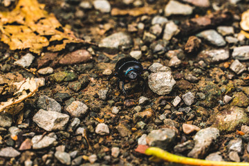 stones on a background with beetle