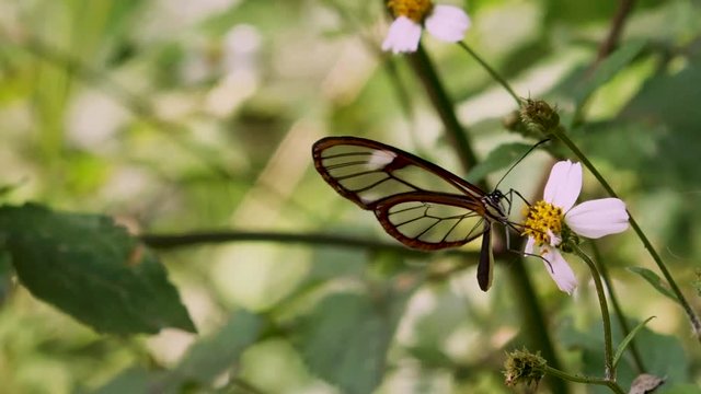 Greta oto, mariposa transparente sobre una flor movida por el aire