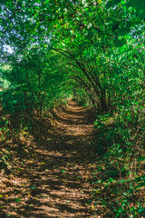 Path in forest