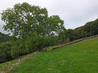 Fototapeta na wymiar a path in a sloping hillside meadow with an old stone wall and single tree with surrounding forest on the route of the old howarth road in calderdale west yorkshire