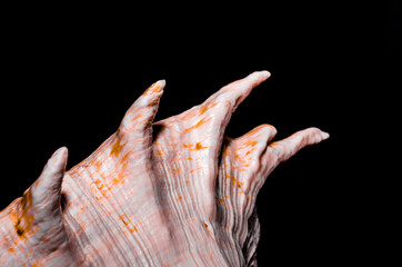 fragment of a large oceanic seashell on a black background closeup macro