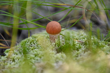 beautiful wild forest mushrooms in Ukraine