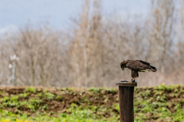 Hunter and trainer works with his pet. Detail of orange eye and iris of a red-tailed hawk (Buteo...