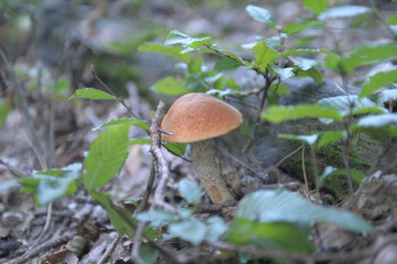 beautiful wild forest mushrooms in Ukraine