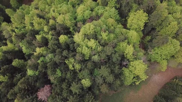 For&ecirc;t dans le Jura