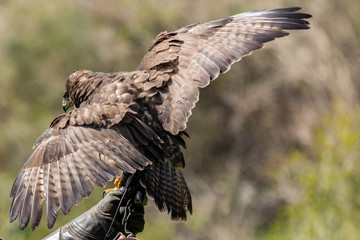 Hunter and trainer works with his pet. Detail of orange eye and iris of a red-tailed hawk (Buteo jamaicensis), a bird of prey that breeds throughout most of North America. Sunny morning.