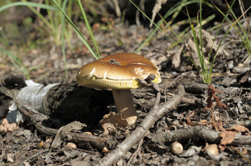 beautiful wild forest mushrooms in Ukraine