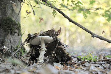 beautiful wild forest mushrooms in Ukraine