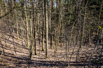 Forest in early spring