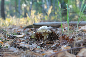 beautiful wild forest mushrooms in Ukraine