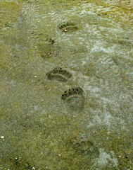 Paw Print tracks from a bear in Soldotna, Alaska