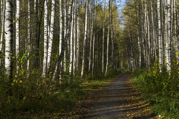 alley in the autumn birch grove with a path covered with fallen leaves