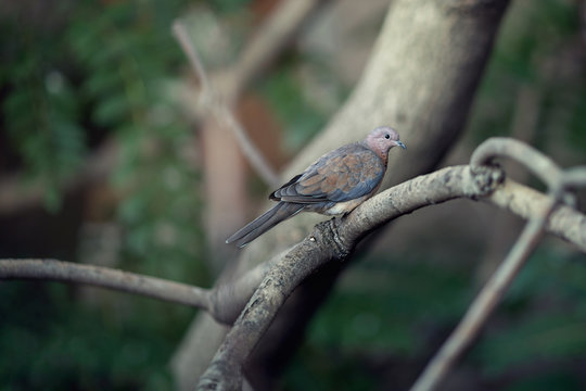 Dove sitting on a tree branch