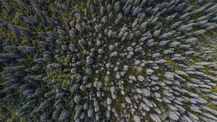 Drone View of Tress
