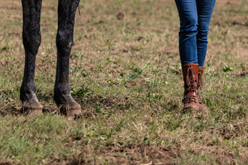 Beautiful slim legs in tight blue jeans. Country cow girl with brown leather boots walking on dry grass, end of season moments. Farm life, stylish woman..