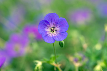 Cranesbills group of flowers, Geranium Rozanne in bloom