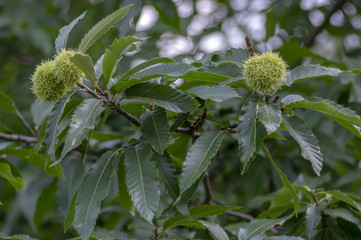 Castanea sativa, sweet chestnuts hidden in spiny cupules, tasty brownish nuts marron fruits