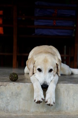 Yellow Labrador lay down on the concrete floor and waiting to play with black background for copy space.