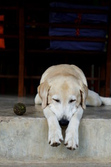 Yellow Labrador lay down on the concrete floor and waiting to play with black background for copy space.