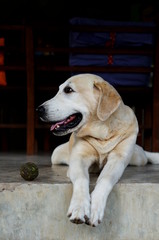 Yellow Labrador lay down on the concrete floor and waiting to play with black background for copy space.