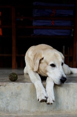 Yellow Labrador lay down on the concrete floor and waiting to play with black background for copy space.