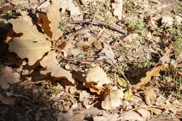 Dry oak leaves on the ground for background