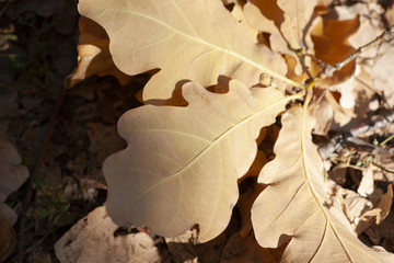 Dry oak leaves on the ground for background