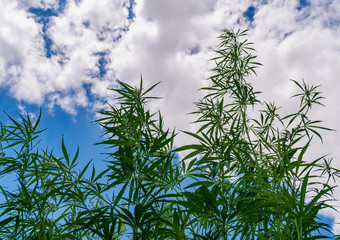 Plants of meadows and fields - hemp, cannabis, marijuana